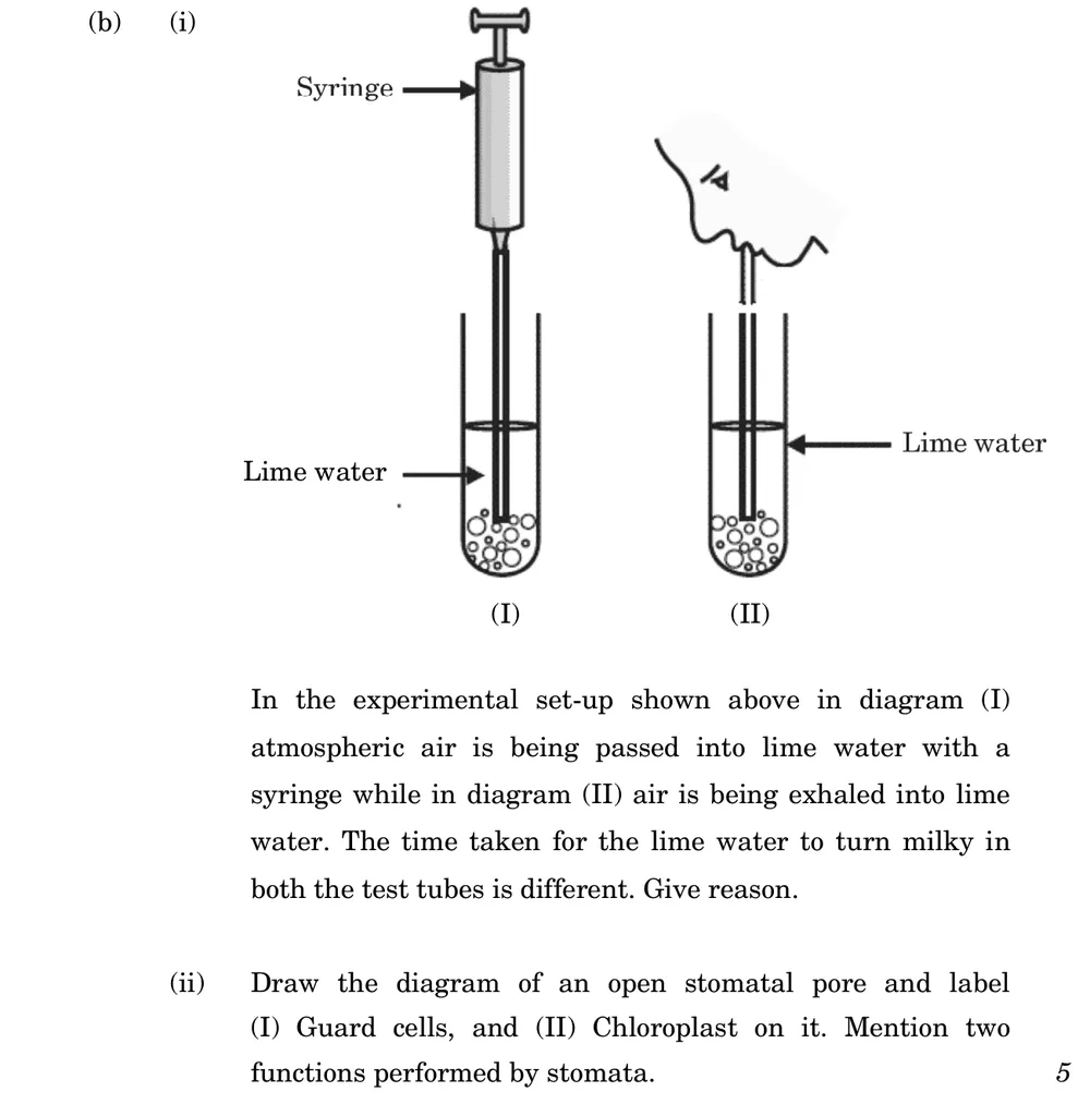 (i) In the experimental set-up shown above in diagram (I) atmospheric air is being passed into lime water with a syringe Figure: (I) A syringe pushes atmospheric air through a tube into lime water in a test tube. (II) A person exhales through a tube into lime water in another test tube.