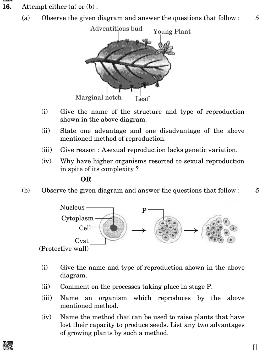 Observe the given diagram and answer the questions that follow:
(i) Give the name and type of reproduction shown in the  Figure: Three stages left to right: a single cell with nucleus and cytoplasm enclosed in a cyst (protective wall); stage P, the cyst containing many small nuclei/daughter cells; finally the cyst wall bursts and many daughter cells are released.